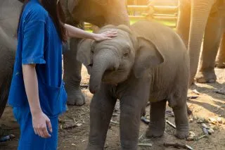 ШОУ СО СЛОНАМИ