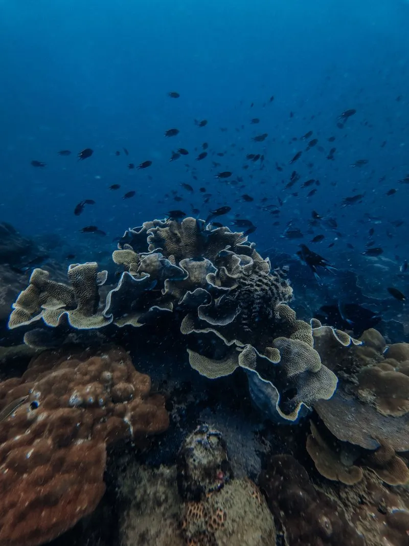 Дайвинг-тур на острове Фукуок. 