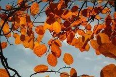 🍂 Осенний сезон