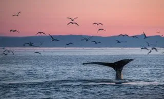 ГОЛУБЫЕ КИТЫ