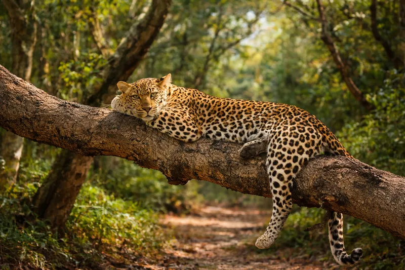 🐆 Леопардовая столица Шри-Ланки