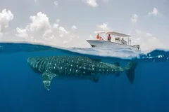 🐋 Южный Ари Атолл