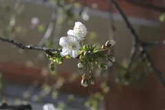 🌸 Весенний сезон