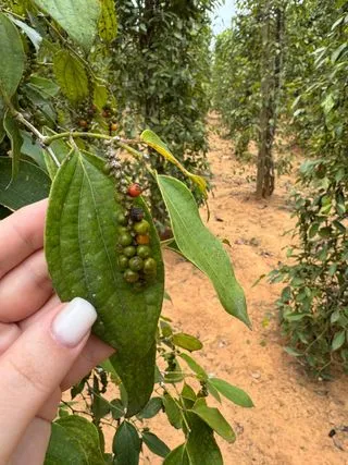 ФЕРМА ПЕРЦА