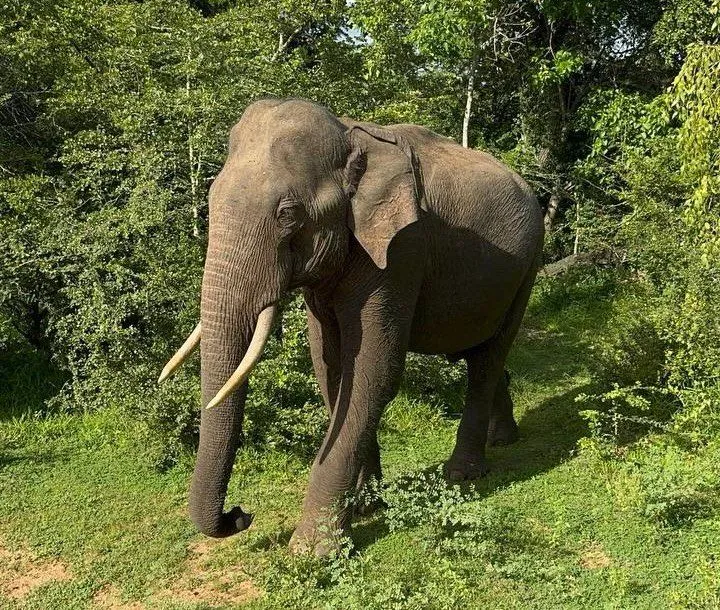 Национальный парк Яла