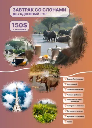 слоны шри ланка