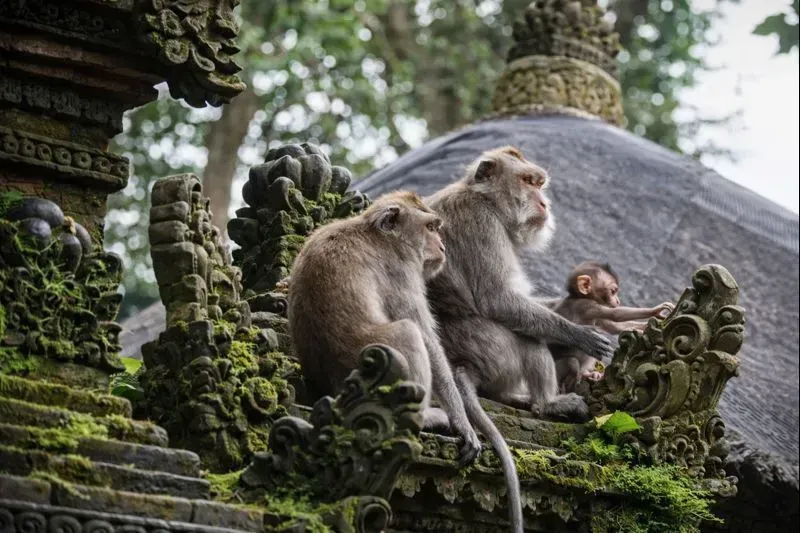 Индивидуальная экскурсия по Убуду Открывая сердце Бали