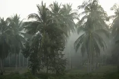 🌧️ Сезон дождей