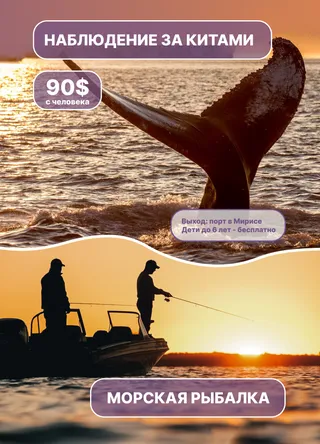 наблюдение за китами