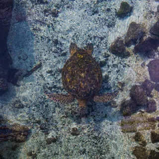 CORAL REEFS