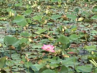 ОЗЕРО ТОНЛЕСАП