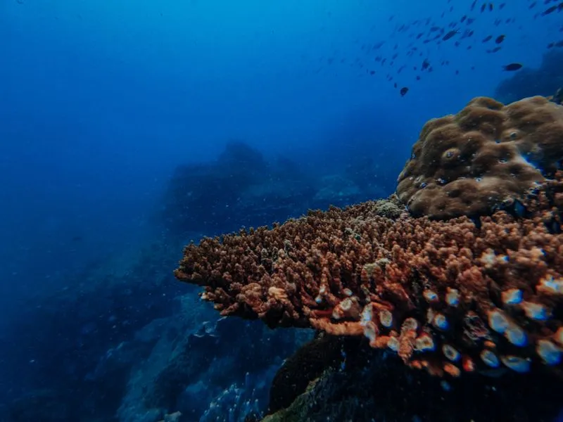 Запланируйте снорклинг или дайвинг