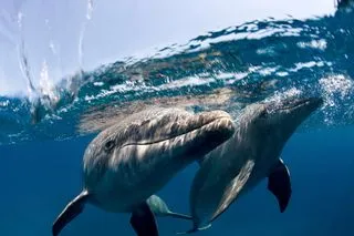 МОРСКИЕ ДЕЛЬФИНЫ