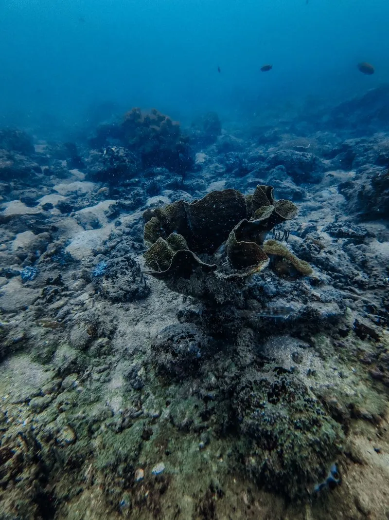 Дайвинг-тур на острове Фукуок. 