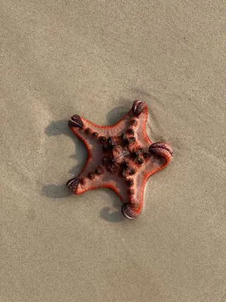 ЗВЕЗДА НА ПЛЯЖЕ