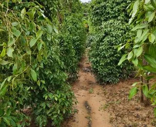 ПЕРЕЧНЫЕ ПЛАНТАЦИИ