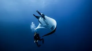 ПЕРВЫЙ КОРАЛЛОВЫЙ РИФ МАНТ