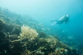 ДАЙВИНГ ДЛЯ НОВИЧКОВ