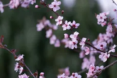 🌸 Весенний сезон