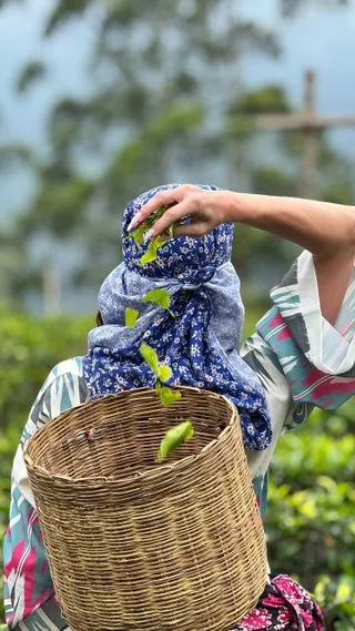 ЧАЙНАЯ ПЛАНТАЦИЯ