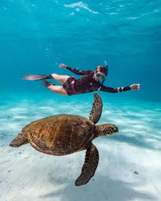 СНОРКЕЛИНГ С МОРСКИМИ ЧЕРЕПАХАМИ