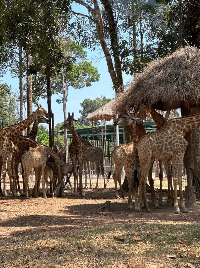 Сафари Vinpearl  и пляж с морскими звездами на Фукуоке