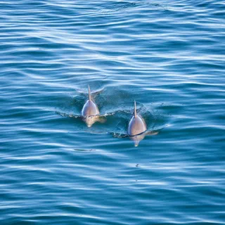 DOLPHIN CRUISE