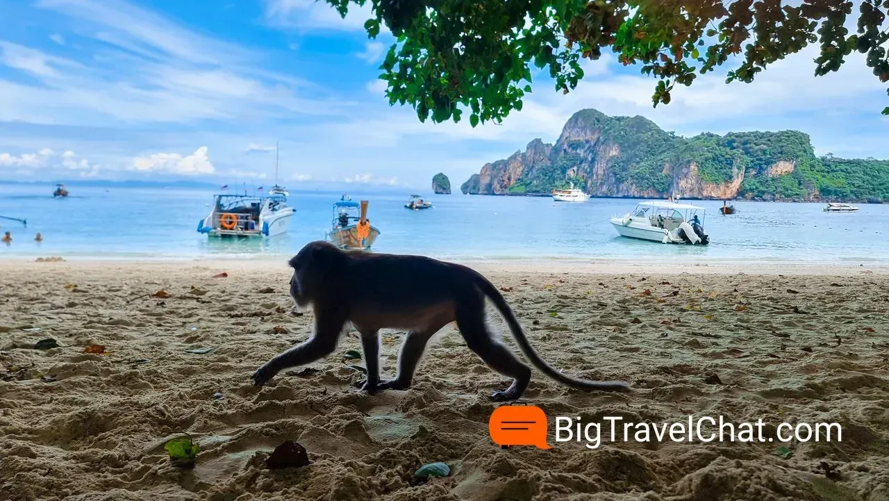 ПЛЯЖ ОБЕЗЬЯН 