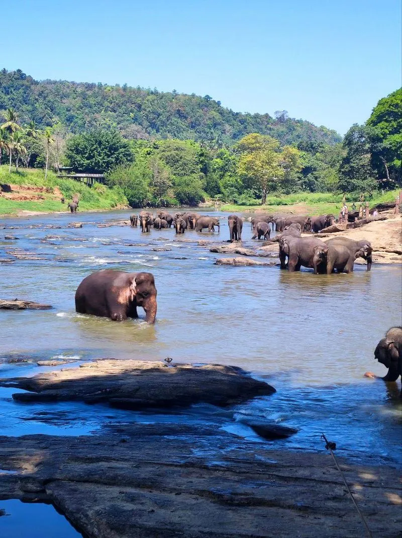 Комбо-тур Элла Сигирия и слоны