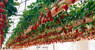 🌿 Сингапур как мировой центр городского фермерства и агротехнологий — фото 1