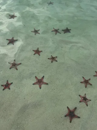 МОРСКИЕ ЗВЁЗДЫ НА МЕЛКОВОДЬЕ