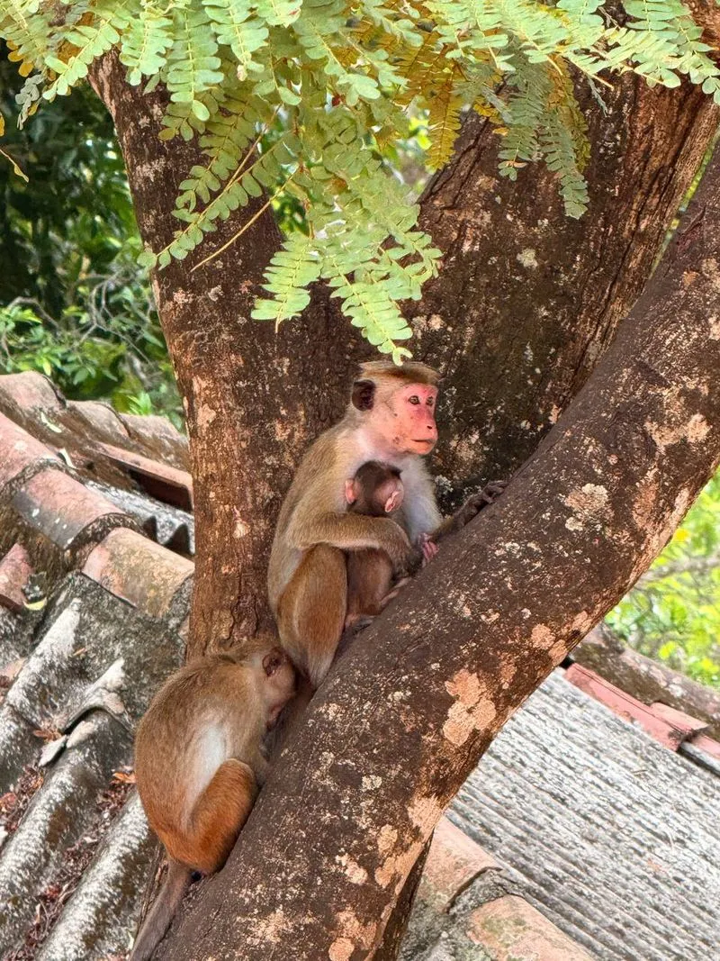 Джип-сафари в парке Яла