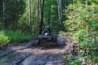 ЛЕСНЫЕ ДОРОГИ
