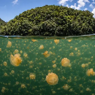 JELLYFISH LAKE