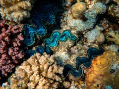 🐠 Сувениры с морской тематикой