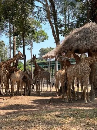 ПАРК VINPEARI SAFARI