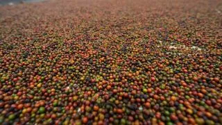 ФЕРМА ПЕРЦА