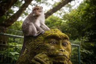 Лес обезьян