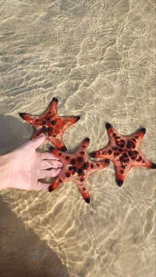 МОРСКИЕ ЗВЕЗДЫ 