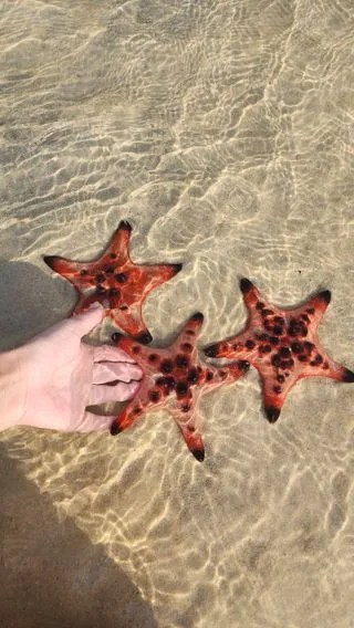 МОРСКИЕ ЗВЕЗДЫ 