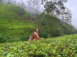 ЧАЙНАЯ ПЛАНТАЦИЯ