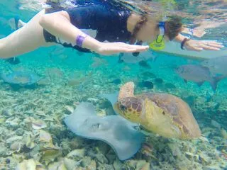 ПЛАВАНИЕ С МОРСКИМИ ЧЕРЕПАХАМИ