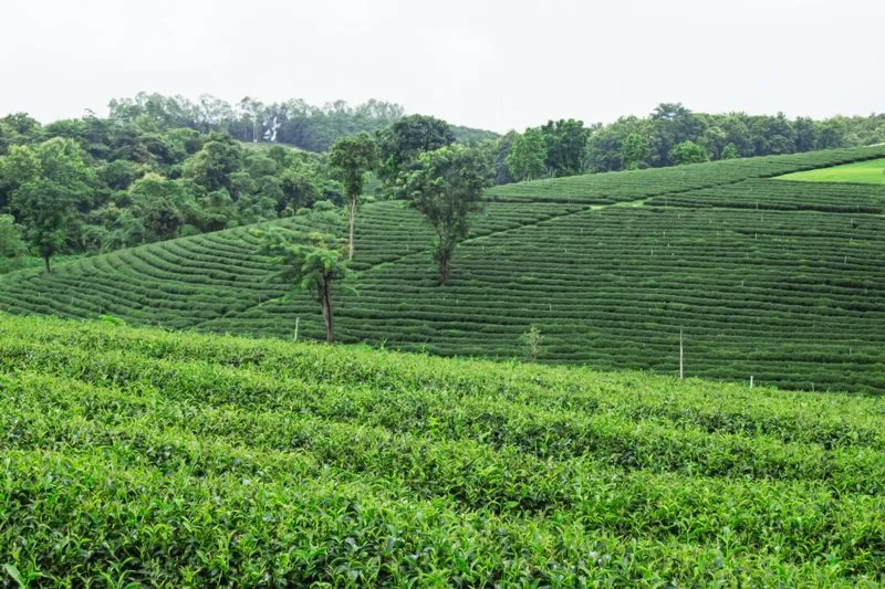 Плантация Handunugoda Tea Estate