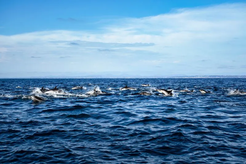 Наблюдение за китами