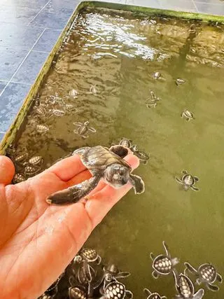 ЧЕРЕПАХОВАЯ ФЕРМА