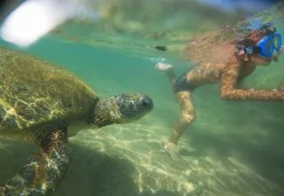 СНОРКЕЛИНГ С МОРСКИМИ ЧЕРЕПАХАМИ