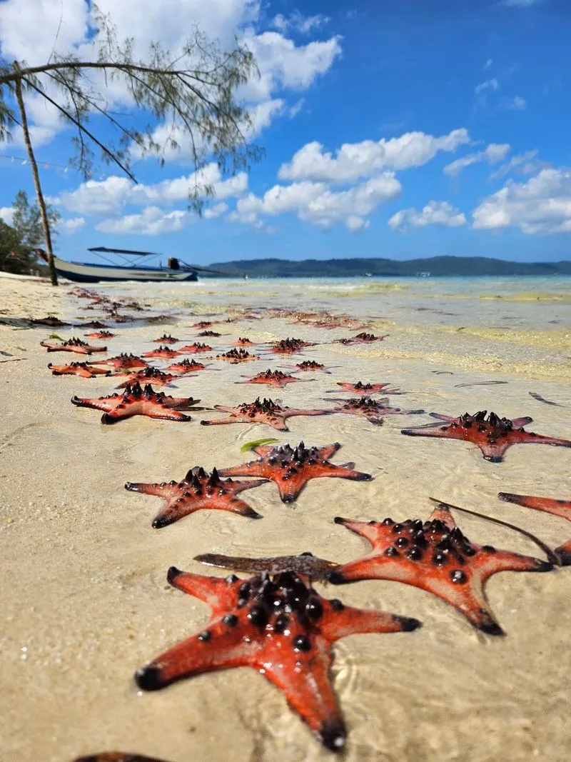 Сафари Vinpearl  и пляж с морскими звездами на Фукуоке
