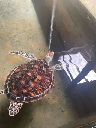 ЧЕРЕПАШЬЯ ФЕРМА