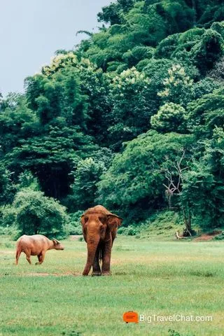 КАТАНИЕ НА СЛОНАХ