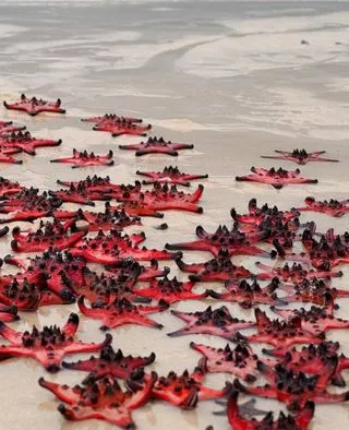 ПЛЯЖ СО ЗВЁЗДАМИ